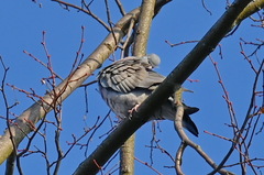 Columba palumbus