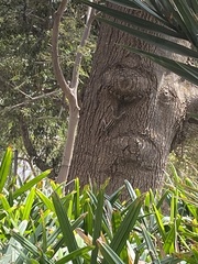 Funambulus pennantii