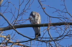 Columba palumbus