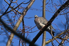 Columba palumbus