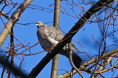 Columba palumbus