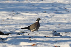 Columba palumbus