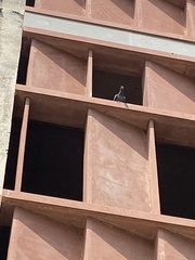 Columba livia domestica