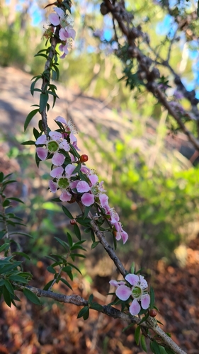 Image of Leptospermum squarrosum by (c) Petra Holland, some rights reserved (CC BY)