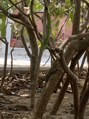 Funambulus pennantii