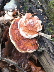 Fomitopsis pinicola