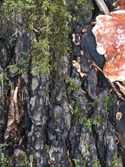 Fomitopsis pinicola