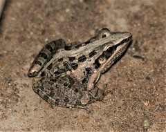 Ptychadena mossambica