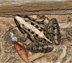 Ptychadena mossambica