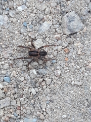 Artoriinae