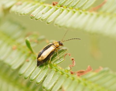 Monolepta subsuturalis