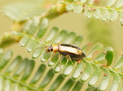 Monolepta subsuturalis