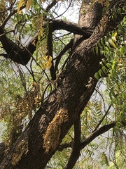 Funambulus pennantii