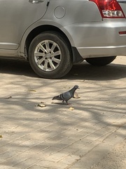 Columba livia domestica