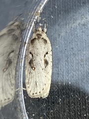 Agonopterix ocellana