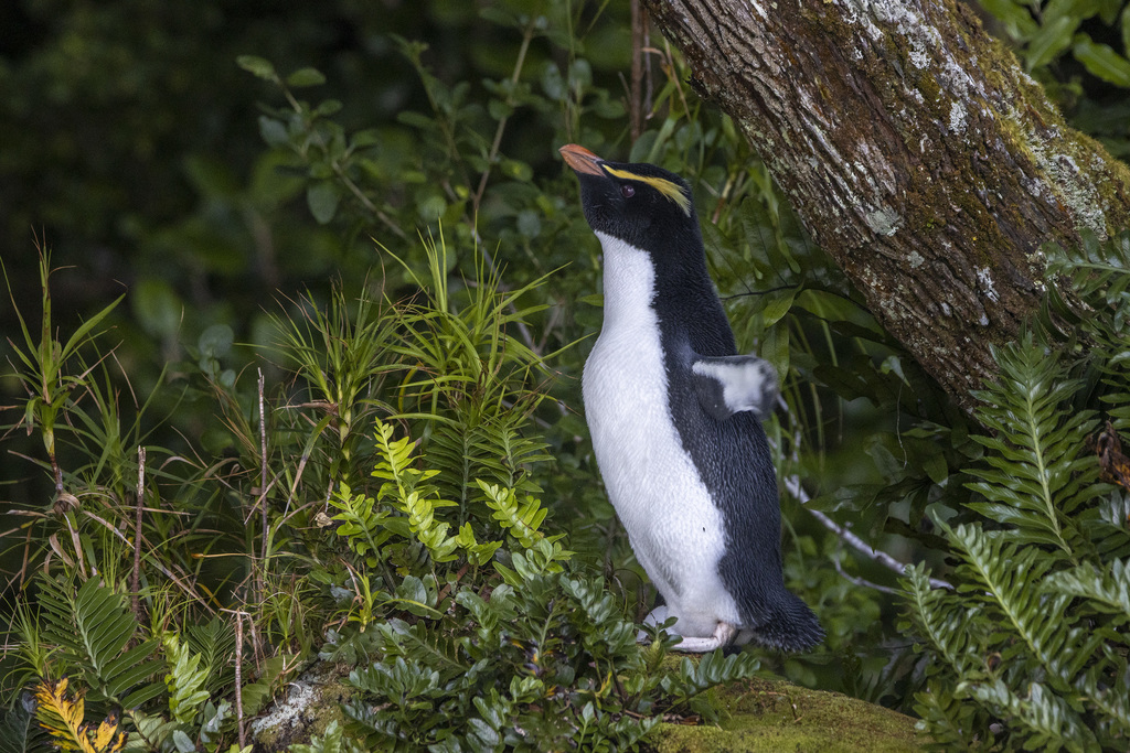 Fiordland Penguin photo
