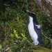 Fiordland Penguin - Photo (c) Oscar Thomas, some rights reserved (CC BY-NC-ND), uploaded by Oscar Thomas