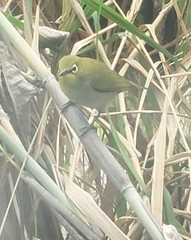 Zosterops simplex