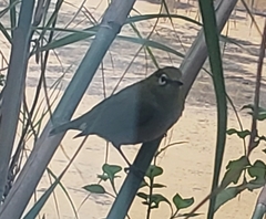 Zosterops simplex