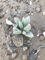 Juttadinteria albata