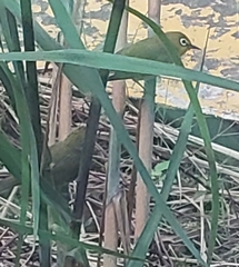 Zosterops simplex