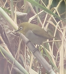 Zosterops simplex