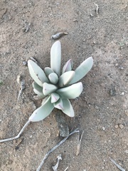 Juttadinteria albata