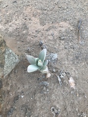 Juttadinteria albata