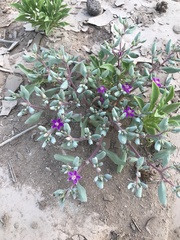 Sesuvium sesuvioides