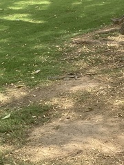 Funambulus pennantii