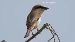 Lanius isabellinus