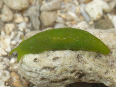 Phyllaplysia viridis