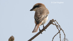 Lanius isabellinus