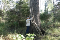 Cadellia pentastylis