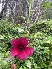 Hibiscus radiatus