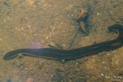 Richardsonianus australis