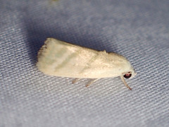 Earias paralella