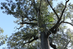 Cadellia pentastylis