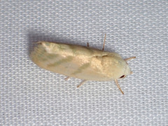 Earias paralella