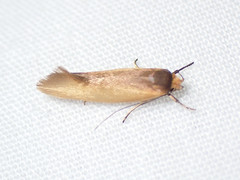 Phauloplana illuta
