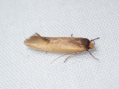Phauloplana illuta