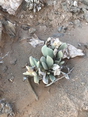 Hartmanthus pergamentaceus