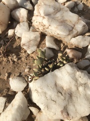 Portulacaria pygmaea