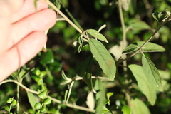 Solanum parvifolium