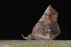 Throana pectinifer