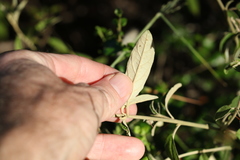 Solanum parvifolium