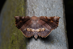 Throana pectinifer