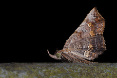 Throana pectinifer
