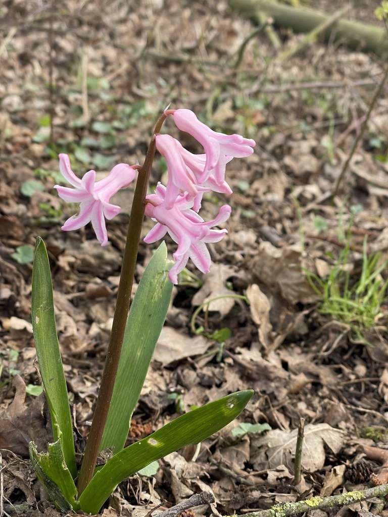 Hyacinth from Zum Guten Hirten, Münster, NordrheinWestfalen, DE on