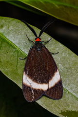 Pidorus